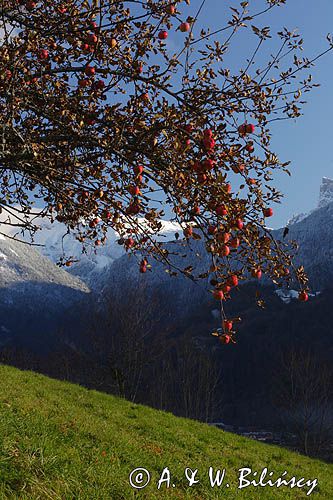 jabłoń, Alpy Francuskie, Rhone Alps, Górna Sabaudia, La Haute Savoie