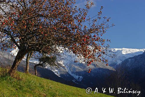 jabłoń, Alpy Francuskie, Rhone Alps, Górna Sabaudia, La Haute Savoie