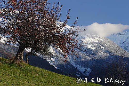 jabłoń, Alpy Francuskie, Rhone Alps, Górna Sabaudia, La Haute Savoie