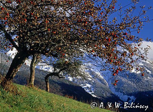Jabłoń w Alpach Francuskich górna Sabaudia, Francja, La Haute Savole