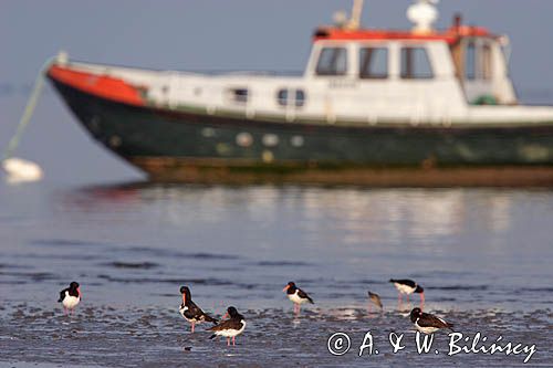 ostrygojady, Haematopus ostralegus, Wyspa Ameland, Wyspy Fryzyjskie, Holandia, Waddensee, Morze Wattowe