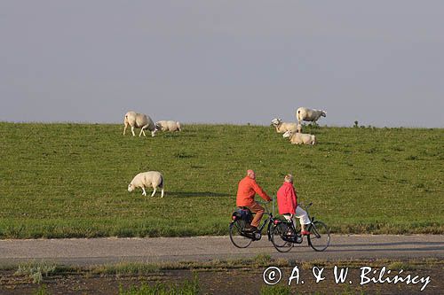 ścieżka rowerowa, Wyspa Ameland, Wyspy Fryzyjskie, Holandia, Waddensee, Morze Wattowe