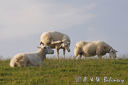 owce, Wyspa Ameland, Wyspy Fryzyjskie, Holandia, Waddensee, Morze Wattowe