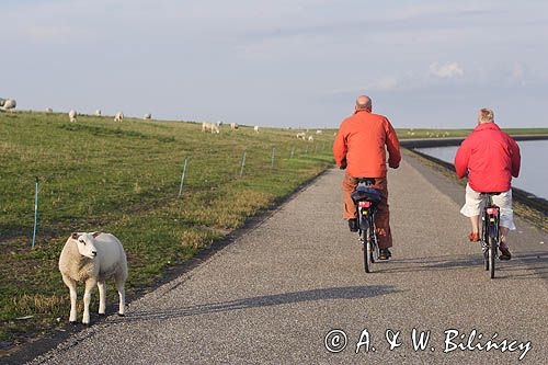 ścieżka rowerowa, Wyspa Ameland, Wyspy Fryzyjskie, Holandia, Waddensee, Morze Wattowe