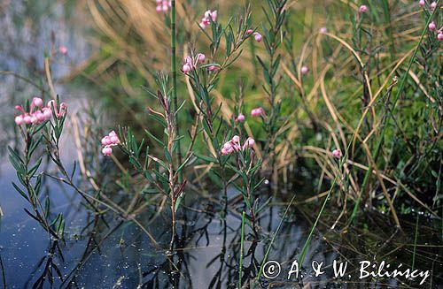 modrzewnica zwyczajna, Andromeda polifolia