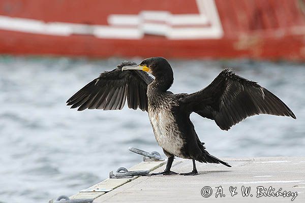 Kormoran czarny, Phalacrocorax carbo