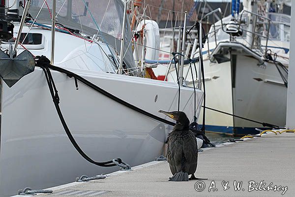 Kormoran czarny, Phalacrocorax carbo