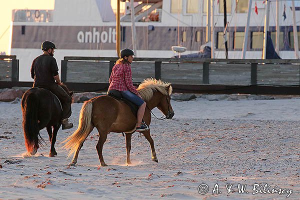 Jazda konna, Wyspa Anholt, Dania