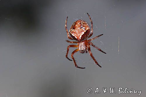 Pająk krzyżak, Araneus sturmi