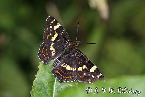 Rusałka kratkowiec, Araschnia levana, pokolenie letnie, imago, forma letnia