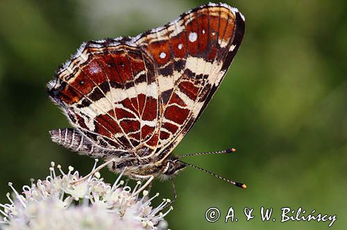 Rusałka kratkowiec, Araschnia levana, pokolenie letnie, imago, forma letnia