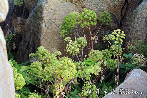 Arcydzięgiel Litwor, Angelica archangelica, Archangelica officinalis, Południowa Norwegia, Skagerrak