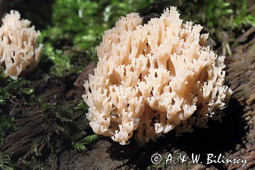 Świecznica rozgałęziona, Świecznik rozgałęziony, Clavicorona pyxidata, Artomyces pyxidatus, Bieszczady