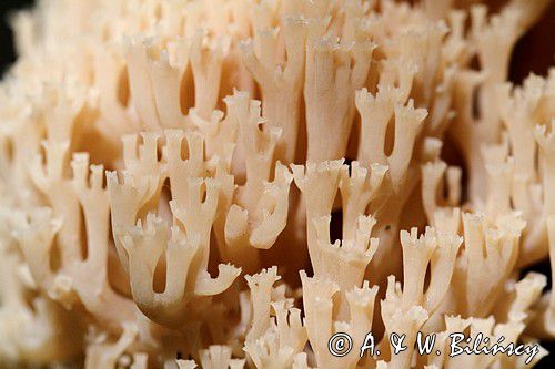 Świecznica rozgałęziona, Świecznik rozgałęziony, Clavicorona pyxidata, Artomyces pyxidatus, Bieszczady