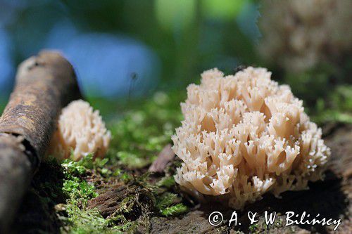 Świecznica rozgałęziona, Świecznik rozgałęziony, Clavicorona pyxidata, Artomyces pyxidatus, Bieszczady