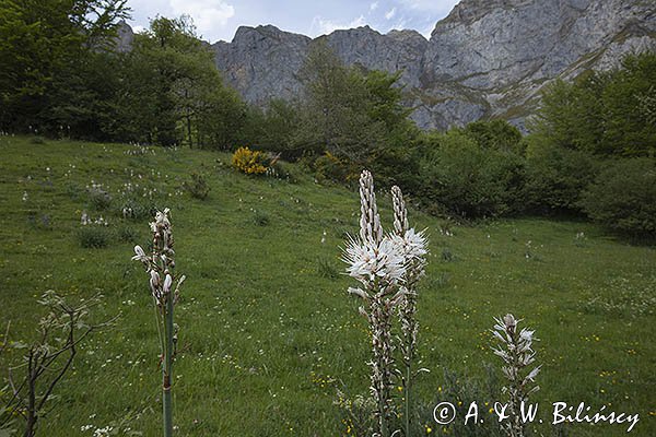Asphodelus ramosus, Asfodel gałęzisty, Fuente De, Kantabria, Picos de Europa, Hiszpania