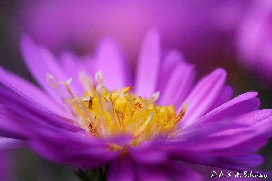 aster