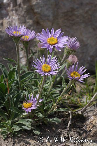 aster alpejski Aster alpinus