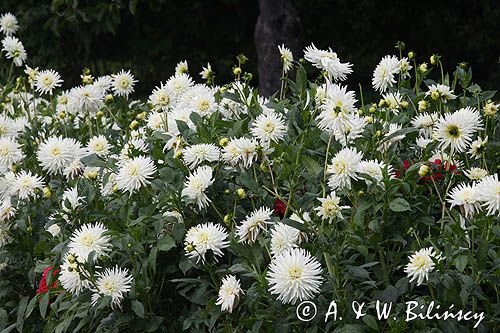 Aster chiński igiełkowy - biały Callistephus chinensis acus