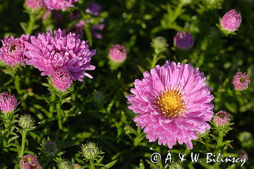 aster krzaczasty, Aster dumosus