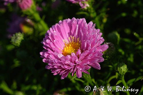 aster krzaczasty, Aster dumosus