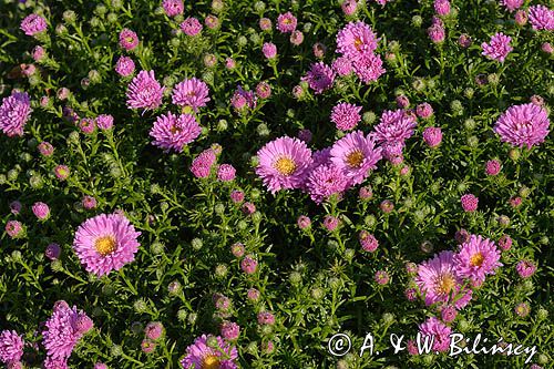 aster krzaczasty, Aster dumosus