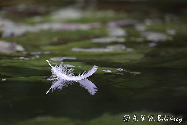 Piórko, łabędź niemy, Cygnus olor