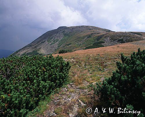 Babia Góra, Babiogórski Park Narodowy, Diablak, kosodrzewina, sosna górska, kosówka właściwa, Pinus mugo