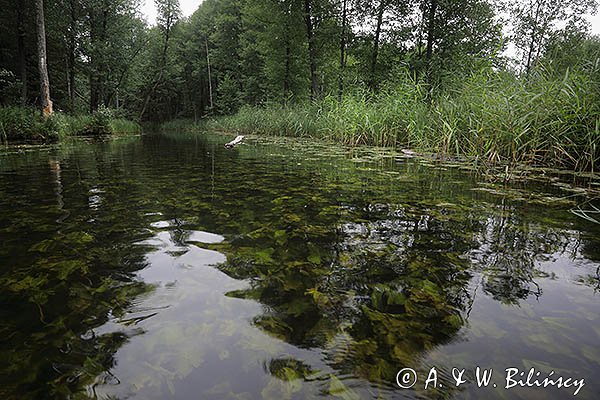 Rzeka Babięcka Struga, Mazury