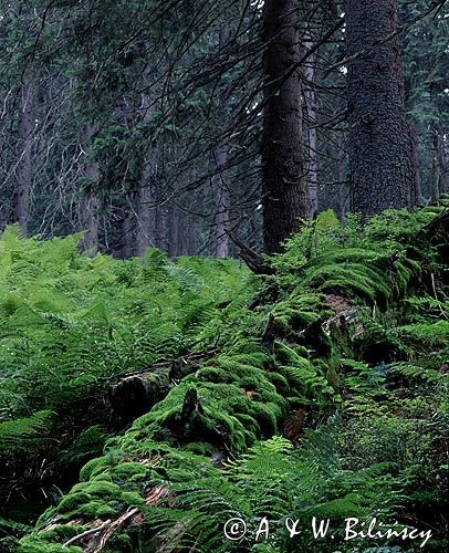 Babia Góra Babiogórski Park Narodowy las mchy, paprocie i świerki