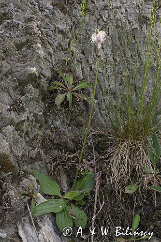 babka lancetowata Plantago lanceolata