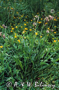 babka lancetowata Plantago lanceolata)