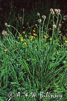 babka lancetowata Plantago lanceolata)