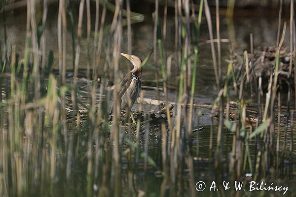 Bączek, Ixobrychus minutus, samica