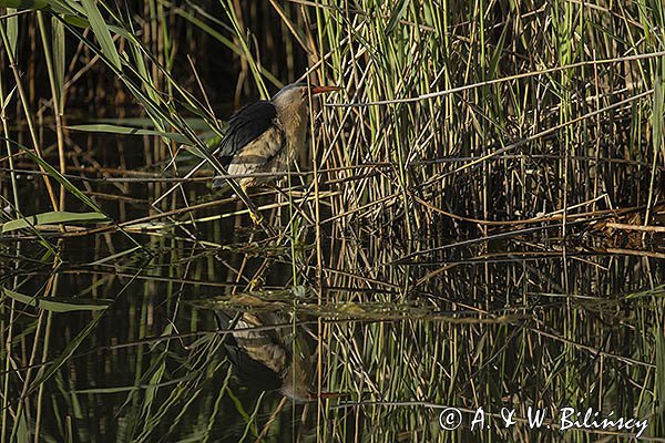 Bączek, Ixobrychus minutus, samiec
