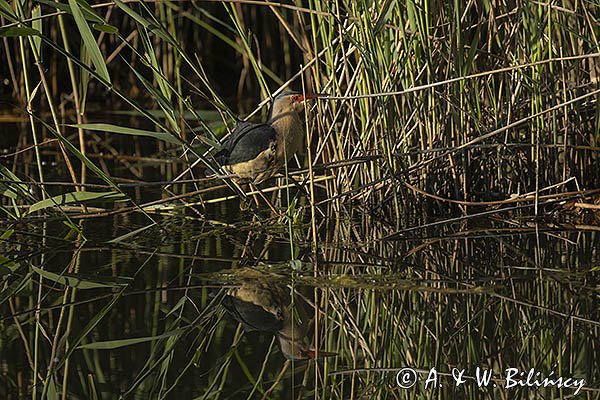 Bączek, Ixobrychus minutus, samiec