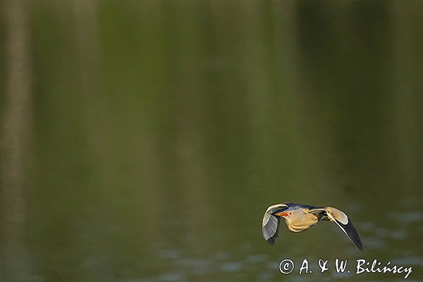 Bączek, Ixobrychus minutus, samiec