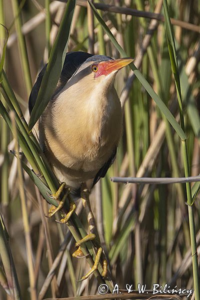 Bączek, Ixobrychus minutus, samiec