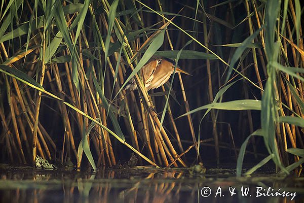 Bączek, Ixobrychus minutus, samiec