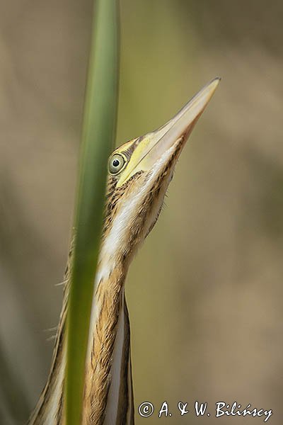 Bączek, Ixobrychus minutus, młodociany