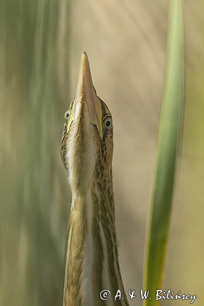 Bączek, Ixobrychus minutus, młodociany