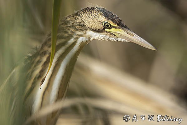 Bączek, Ixobrychus minutus, młodociany