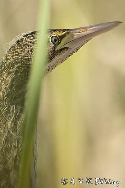 Bączek, Ixobrychus minutus, młodociany