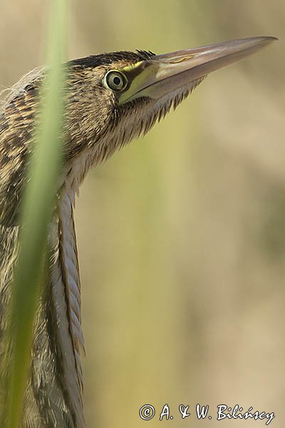 Bączek, Ixobrychus minutus, młodociany