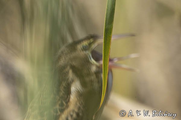 Bączek, Ixobrychus minutus, młodociany