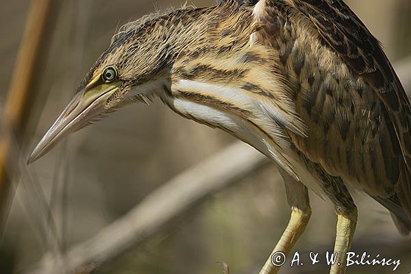 Bączek, Ixobrychus minutus, młodociany