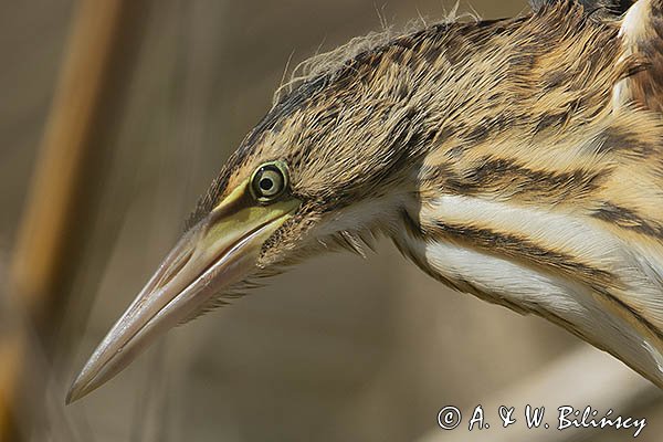 Bączek, Ixobrychus minutus, młodociany