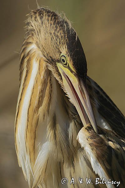 Bączek, Ixobrychus minutus, młodociany