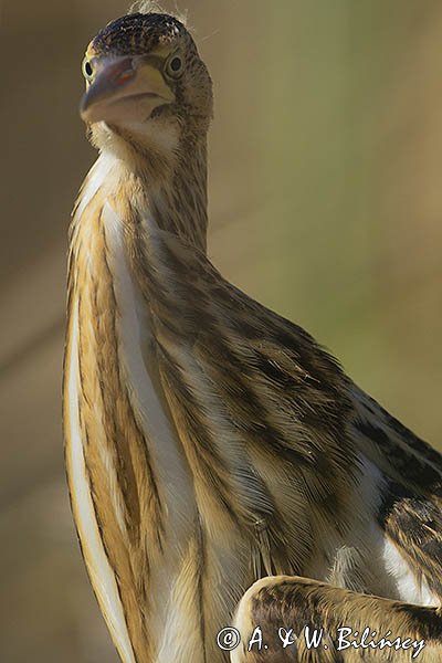 Bączek, Ixobrychus minutus, młodociany