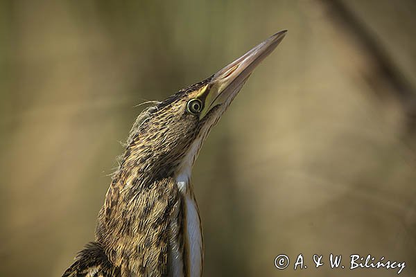 Bączek, Ixobrychus minutus, młodociany